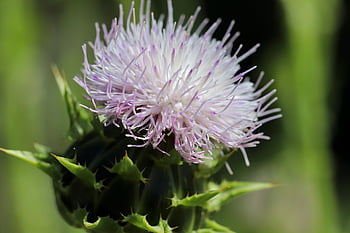 bodlák, květ, květinové pozadí, krásné květiny, nachový, pichlavý, květinové tapety, jaro, asteraceae, kompozitů, flóra