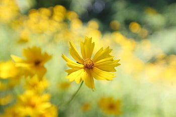 flowers, petals, leaves, foliage, nature, stem, flower Wallpaper, plants, grass, flora, botany