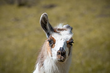 lama, nature, alpaca, fur, mammal, head, animal, fluffy, fauna