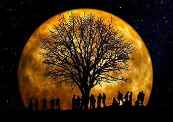 silhouette, people, standing, neat tree, under moon, night sky, full moon, starry background, group gathering, outdoor scene, nature backdrop