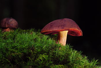 čarodějnice boleta, houby, lesní houby, Neoboletus Luridiformis, mech, Příroda, les, divočina