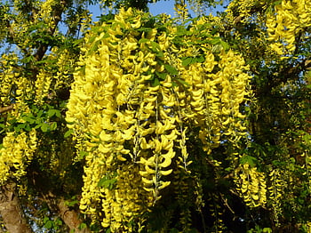 laburnum, laburnum Tree, laburnum Flowers, golden Rain, blossom, spring Flowering Tree, yellow Flowers, yellow Blossom, bloom, blooming, spring Blossom