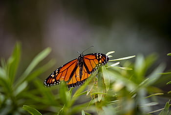 tigre semplice, danaus chrysippus, farfalla, tropicale, Tailandia, Asia, estate, parassita, insetto, natura, all'aperto