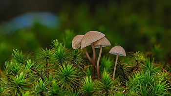 fungo velenoso, funghi, micologia, fungo, crescita, macro, muschio, foresta, natura