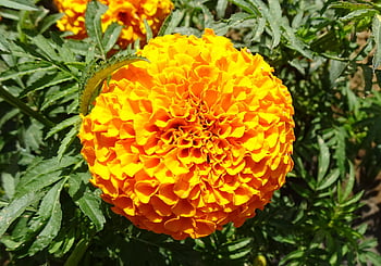 květ, krásné květiny, květinové pozadí, měsíček, tagetes erecta, květinové tapety, roční, asteraceae, flóra, žlutá, práce na zahradě