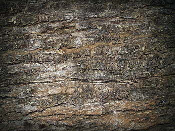 hnědý kmen stromu, kůra stromu, hrubá textura, přirozené vzory, zemité tóny, Podrobný pohled, Textura kmene stromů, textura kůry, Přírodní kůra, Vzory kůry stromů, zemité barvy