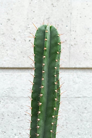 Green Cactus Plant, tall saguaro cactus, textured concrete wall, minimalist image, cactus, concrete, green plant, desert plant, spiky cactus, outdoor plant, nature photography