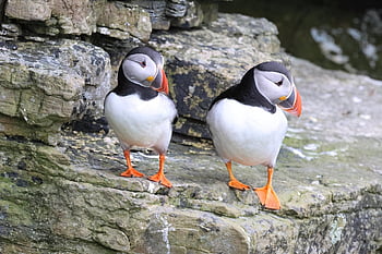 puffin, atlantický puffin, pták, mořský pták, auk, pobřeží, Skotsko, orkney, volně žijících živočichů, Příroda