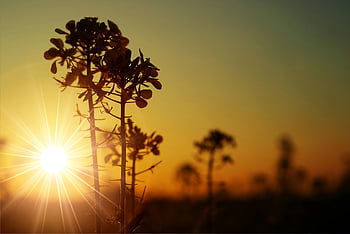 silhouette photo, green leafed plant, backlit silhouette, wildflowers, sunset sky, vibrant, scenic, sunset, nature, outdoor, landscape