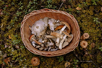 hnědé a bílé houby, hnědý tkaný koš, divoké houby, Mosí lesní podlaha, lesní houby, tkaný koš, shánění hub, lesní podlaha, přírodní houby, venkovní houby, divoké potravy
