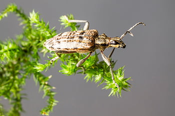 Schwarzfleckiger Longhornkäfer, Käfer, Insekt, Pest, Tier, klein, wirbellos, Gliederfüßer, Tierwelt, Natur, Makro
