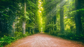 cesta, avenue, les, slunce, lesk, lesní cesta, Příroda, strom lemované avenue, klid, stezka, Na procházku