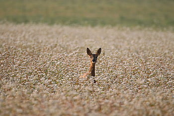 european Roe Deer, roe Deer, deer, mammal, animal, wildlife, summer, field, buckwheat, nature, biodiversity