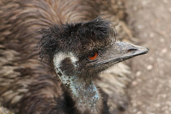 pták, emu, nelétavý pták, dromaius novaehollandiae, Příroda, fauna, zvíře, portrét