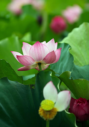 lotus, bloem, fabriek, bloemblaadjes, bladeren, Waterlelie, roze bloem, lotusbloem, mooie bloemen, bloeien, waterplant