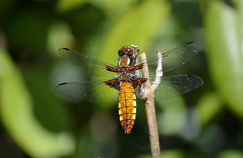 dragon-fly, beetle, insect, flying Insect, plattbauch, libellula Depressa, wing, wildlife, fragile, wild, entomology