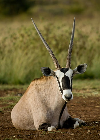 antilope gemsbok, lunghe corna, sdraiato a terra, orice gazella, terreno della savana, sfondo erboso, armonia della fauna selvatica, habitat naturale, fauna africana, antilope pacifica, gemsbok maculato