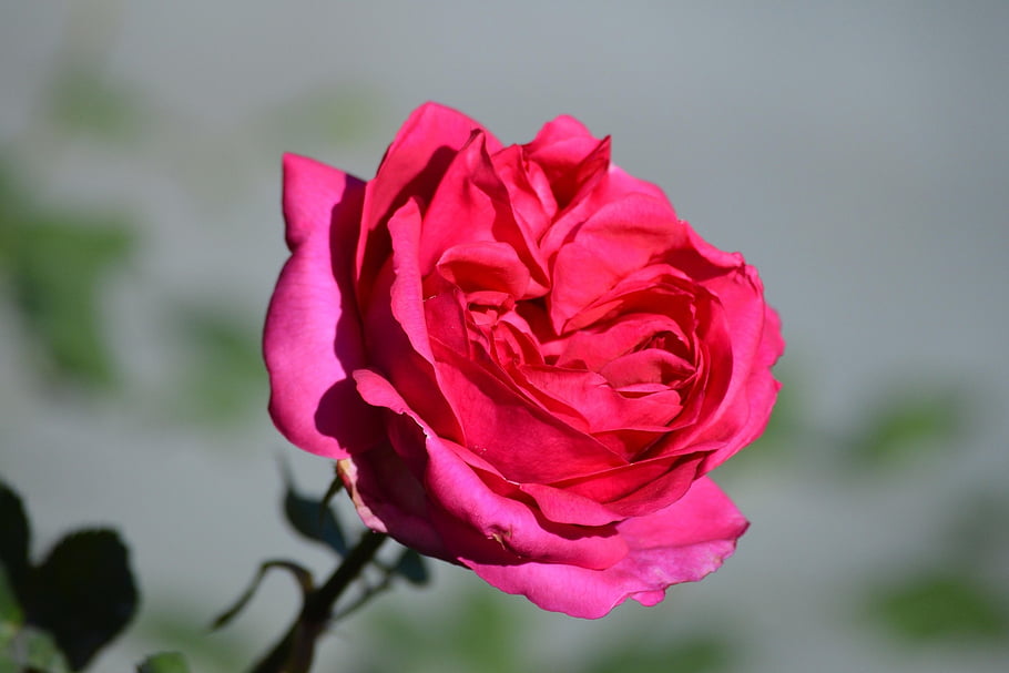 rose, flowers, rose Flower, petals, buds, flora, botany, beautiful Flowers, flower Wallpaper, flower Background, nature