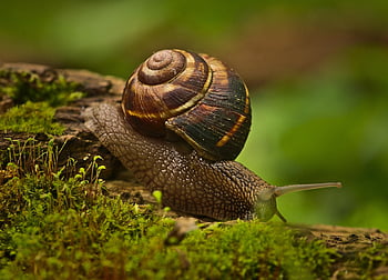 Příroda, makro, hlemýžď, zvíře, shell, mech, jaro, Bulharsko, zblízka
