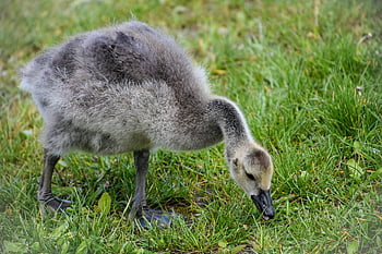 gosling, goose, bird, young Animal, chick, canada Goose, waterfowl, water Bird, aquatic Bird, animal, feathers