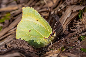 természet, állat, virágzás, virágzik, pillangó, pillangószárnyak, közelkép, közös kémény, fauna, növényvilág, virág