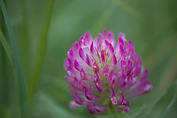 meadow Clover, red Clover, clover, beautiful Flowers, pointed Flower, nature, blossom, flower Wallpaper, bloom, meadow, flower