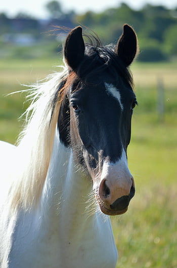 kůň, zvíře, dům koně, hlava koně, venkovsky zivot, spojka, paddock, louka, pastvina, Příroda, savec