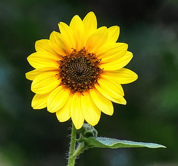 sunflower, flower Background, yellow, flower, nature, blossom, bloom, beautiful Flowers, flower Wallpaper, flora, plant