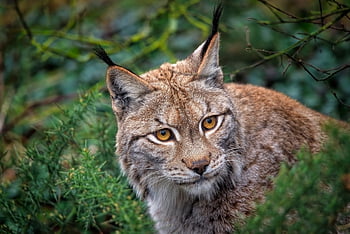 Luchs, Eurasischer Luchs, katzenartig, wilde Katze, Europäischer Luchs, Säugetier, Tier, Jäger, Raubtier, Fleischfresser, Tierwelt