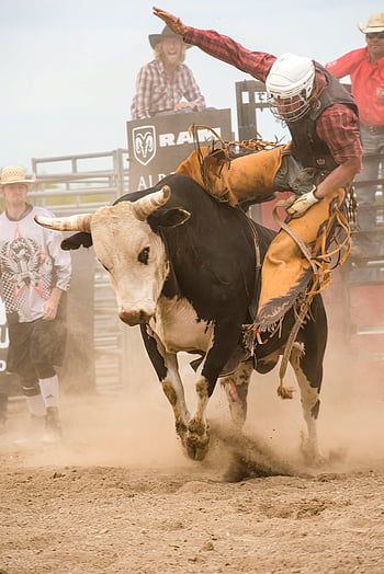 Muž na koni býka, kovboj, rodeo, dynamická akce, dovednost, vzrušení, býk na koni, Rodeo událost, kovbojský klobouk, Rodeo Arena, býk
