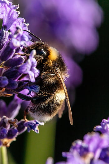 bumblebee, beautiful Flowers, flower Background, bee, insect, pollinate, pollination, flower, flower Wallpaper, winged Insect, wings
