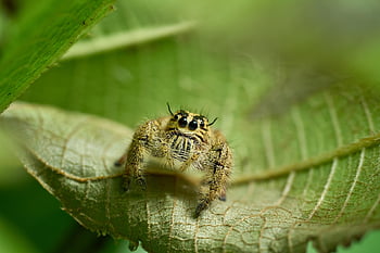 jumping Spider, arachnid, spider, insects, spider On Leaf, jumping, cute, green, macro, leaf, nature