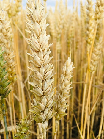 blé, des céréales, la nature, surgir, épillets, terres cultivées, champ, plante, flore, ferme, agriculture