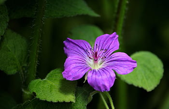 geranium Wlassovianum Lakwijk Star, beautiful Flowers, pelagonia, purple, flower, garden, stamens, garden Plant, violet, flower Wallpaper, nature