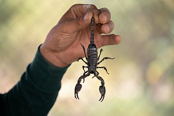 persona che tiene scorpione, fauna selvatica all'aperto, Interazione di scorpione, mano che tiene scorpione, fotografia naturalistica, ambientazione esterna, Scorpion Prust-Up, Interazione per la fauna selvatica umana, Scorpione in mano, incontro alla fauna selvatica