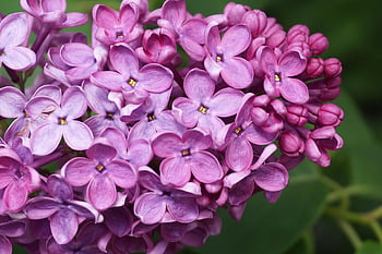 flowers, lilac, plants, blooming, bush, flora, garden, spring, lilac Flowers, purple Lilac, lilac Bush