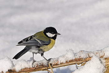 シジュウカラ、 冬、 雪、 動物、 野生動物、 鳥、 鳴き鳥、 冬の風景、 バードウォッチング、 パーク、 自然