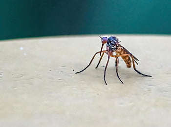 myg, insekt, natur, makro, tæt på, fauna, dyr, stik