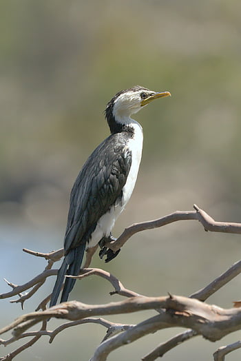 kleine Bonte Aalscholver, aalscholver, vogel, dier, bek, veren, gevederte, neergestreken, tak, dieren in het wild, natuur