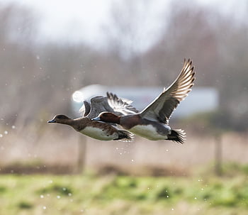 pair Of Flying Ducks, wigeon Duck, duck, wigeon Male, colourful, waterfowl, wigeon, male Wigeon, flying Duck