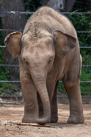 elephant, animal, calf, asian Elephant, elephas Maximus, asiatic Elephant, elephant Calf, wildlife, mammal, trunk, nature