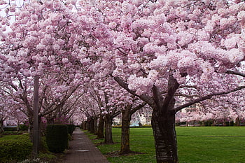ciliegia, fiorire, alberi, parco, natura, fiore, rosa, fioritura, paesaggio, giardino, primavera