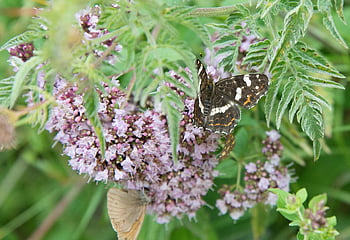 map, summer, butterfly, insect, wing, edelfalter, entomology, lepidopterology, nature