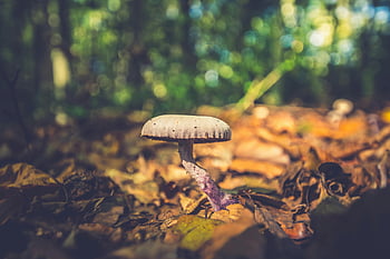 brun sopp, makro skudd, høstløv, skog innstilling, naturfotografering, skogsområde, utendørs fotografering, naturlige omgivelser, høstsesong, jordnære toner, dyreliv fotografering