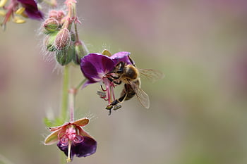 bee, flower Wallpaper, wasp, insect, wing, yellow, flower, animal, nature, summer, macro