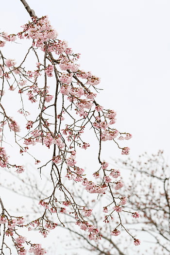 japanese Cherry Blossom, flowers, tree, branches, blossom, cherry Blossoms, bloom, flower Background, pink Flowers, sakura, flora