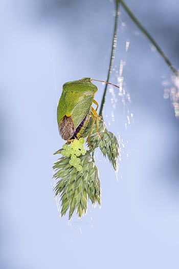 zelená smradlavá chyba, smradlavý bug, hmyz, Chyba, , kterým se vejce, Vejce smradlavého hmyzu, hmyzí vejce, rostlina, detailní, Příroda, volně žijících živočichů