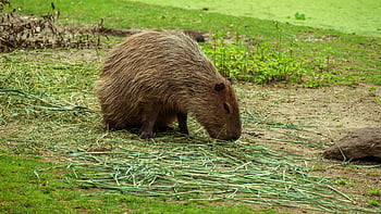capybara, jíst, tráva, klidný, pastvy, přírodní, venkovní, místo výskytu, volně žijících živočichů, zvíře, Příroda