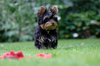 szczeniak, yorkshire terrier, zwierzę domowe, psi, zwierzę, pies, futro, pysk, ssak, pies portret, Natura