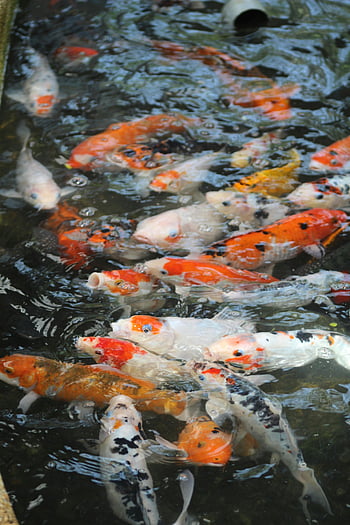 pesce koi, Koi vibrante, stagno chiaro, motivi luminosi, nuotare con grazia, vicino foto, pesci koi, koi colorati, pesci di stagno, vita acquatica, pesce ornamentale